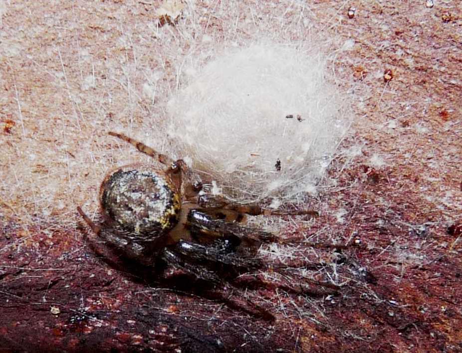 Metellina merianae